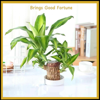 Brazilian Lucky Wood, Mini Home Plant Decorations