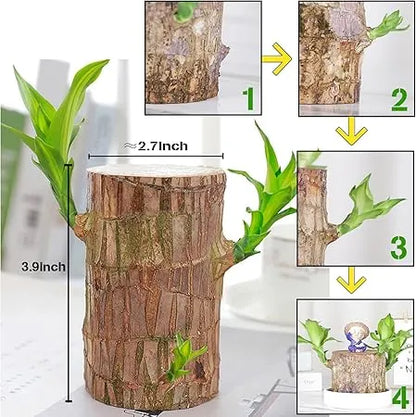 Brazilian Lucky Wood, Mini Home Plant Decorations